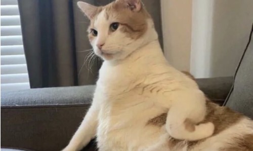 【哺乳期吃花生容易涨奶吗】哺乳期吃花生会导致宝宝胀气吗 - 哺乳期吃花生容易涨奶吗网